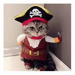 Pirate clothes for cats