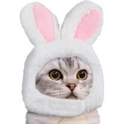 Cat bunny hat